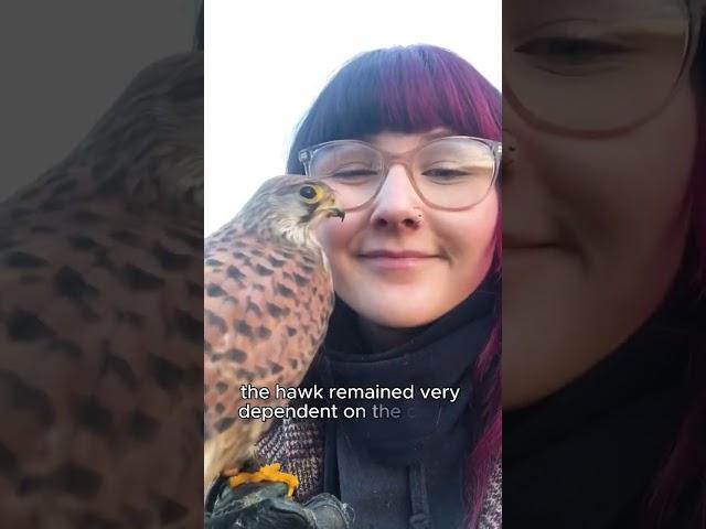 The kestrel flies 500 kilometers back home#shorts #rescue #animal #kestrel #cute #family #pets