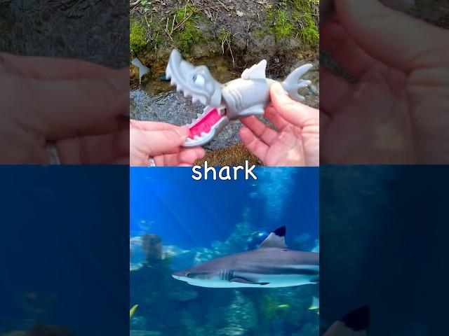 Learn Sea Animal Names at the Stream for Kids: Lemon Shark Octopus Hammerhead Shark