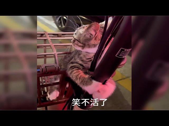 猫咪第一次出门反应！哈哈哈哈哈