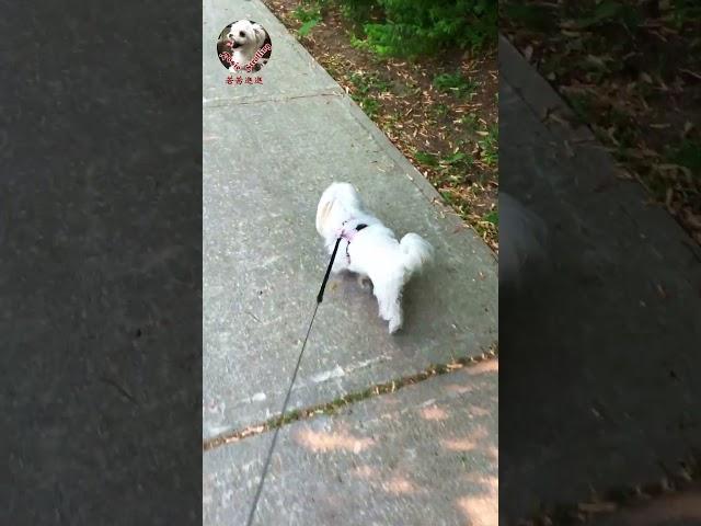  How happy RoRo is? 看若茜多快乐多神气，祂高兴得简直快飞起来！