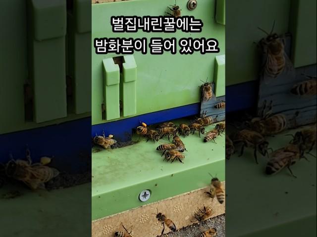 빗속을 날아드는 꿀벌들 밤꽃향기 모아 집으로
