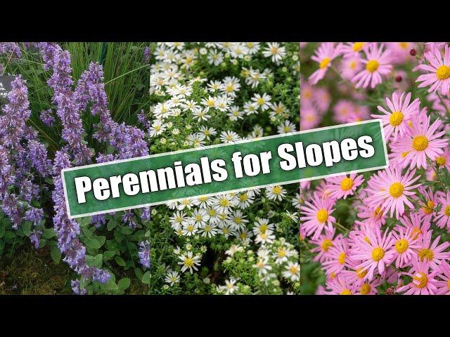 Gardening on Slopes? Here Are 10 Perennials for Sun and Shade