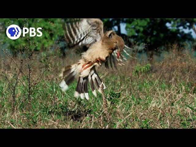 Raptor vs. Deadly Snake