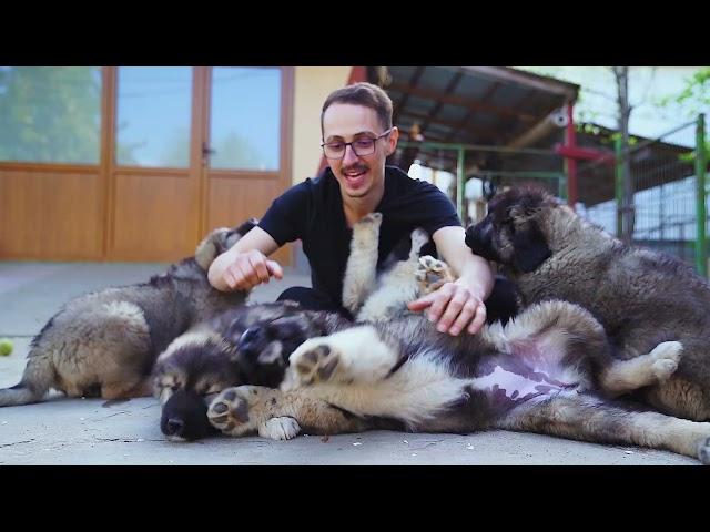 Caucasian Shepherd Behavior