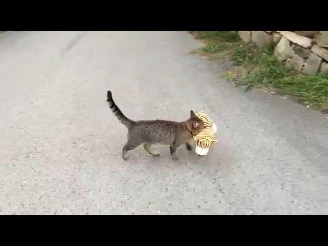 My cat went to the neighbours to borrow a tiger plush toy :)