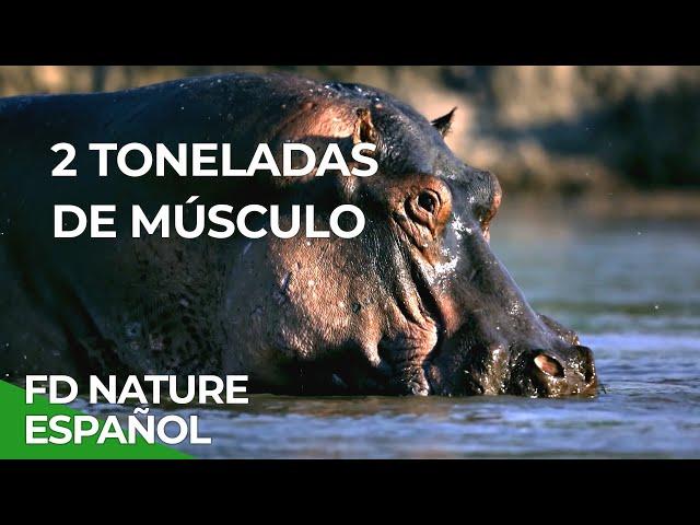 Rivales de Sangre: Hipopótamo vs León | Free Documentary Nature - Español