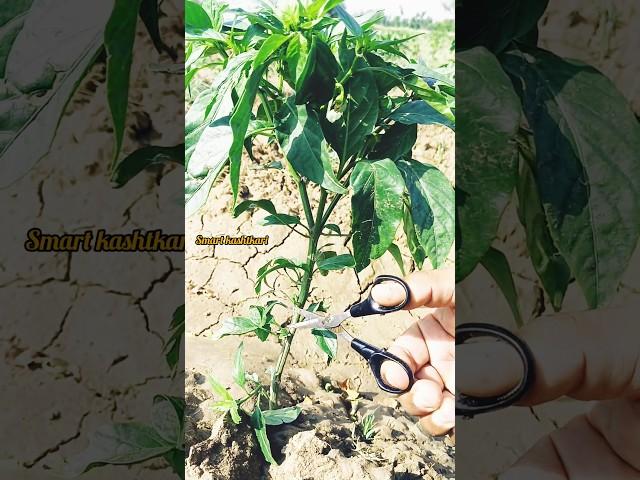 Chilli Plant Trimming for Faster Growth | Pruning Tips for More Chillies