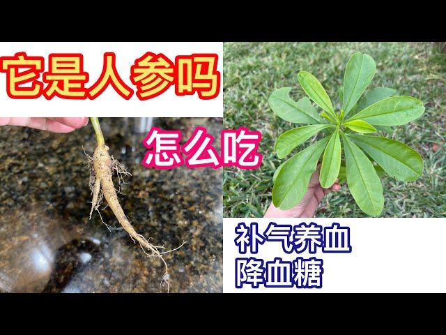 （53）它是人参吗？怎么吃？最佳中药植物 人参菜补气养血、降血糖、润肺止咳、消肿解毒Michelle garden 美国生活