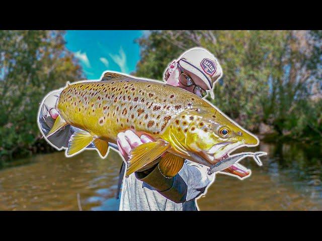 Late Summer Brown Trout Action (Soft Plastic Fishing)