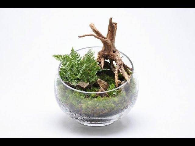 コケリウムの作り方 スキマ植え編