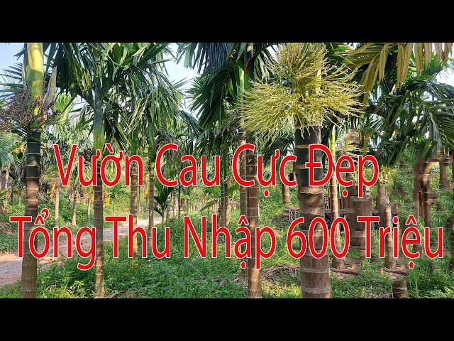 Vườn Cau Quá Đẹp Tổng Thu Nhập 600 Triệu Trên Năm