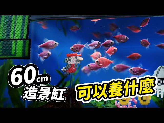 60cm的2尺造景魚缸開缸教學！手作女神的第一缸 feat. 莎莎手作 @shashahandmae1225