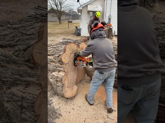 Biggest wood I ever cut  #bigtree #bigwood #fyp #insane #stihl #chainsaw #cuttingskills #wow #how