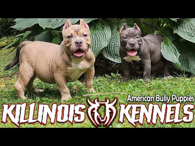 EXTREME AMERICAN BULLY PUPPIES FOR SALE FROM THE WORLD FAMOUS KILLINOIS KENNELS!!!!!!!