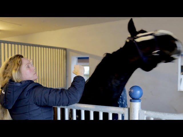 Pferd beißt und schnappt nach Menschen - Ariane Telgen hält dagegen Teil 1/2