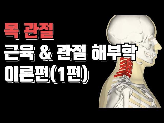 목관절 해부학 세세하게 파헤쳐드립니다!(이론편 1탄)