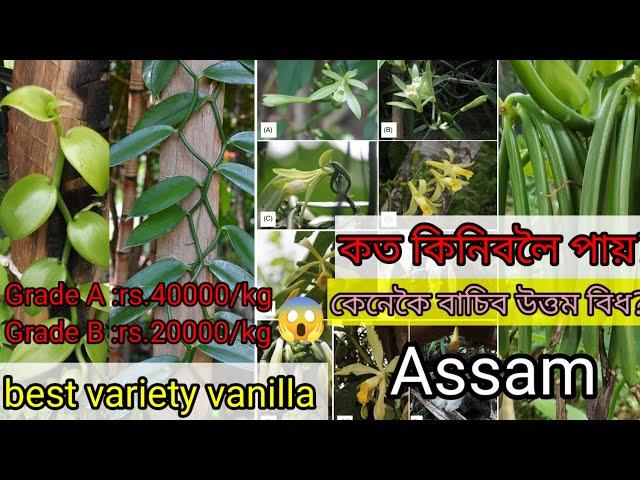 vanilla farming in Assam  / best variety vanilla for Assam