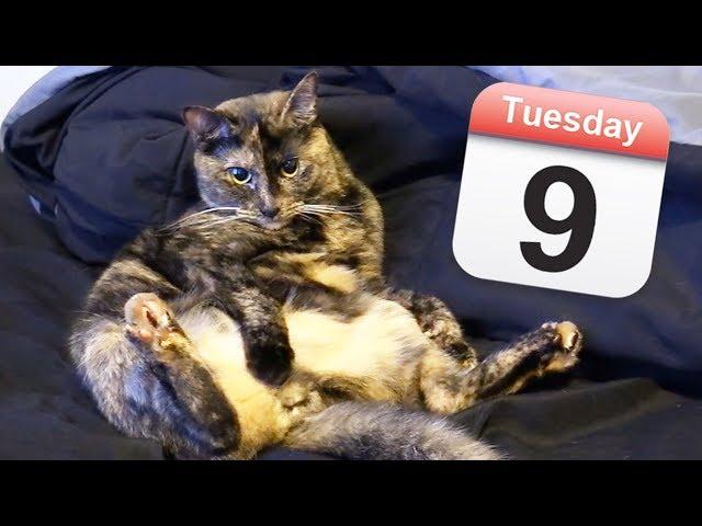 Weekly Life… But With CATS! - Cole and Marmalade