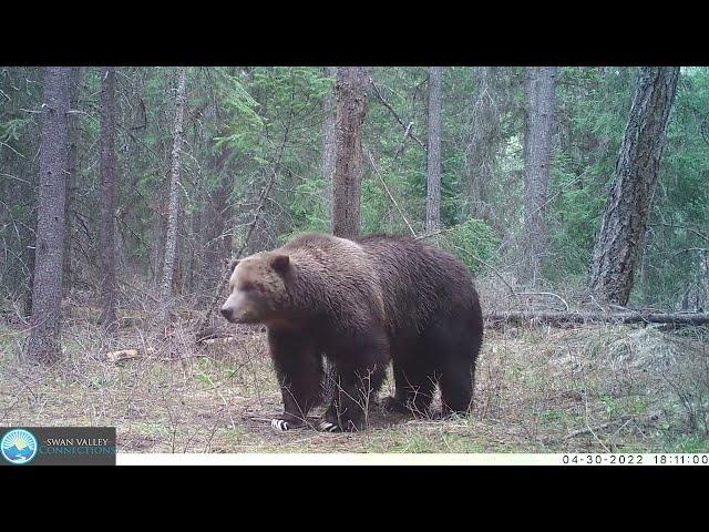 One Bear Rub Tree - 2022