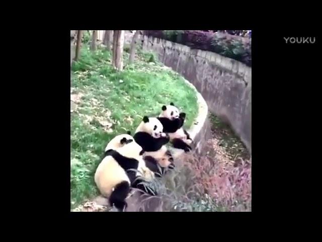 Chinese panda  4只小熊猫排排坐, 等待食物到嘴里来!超清版