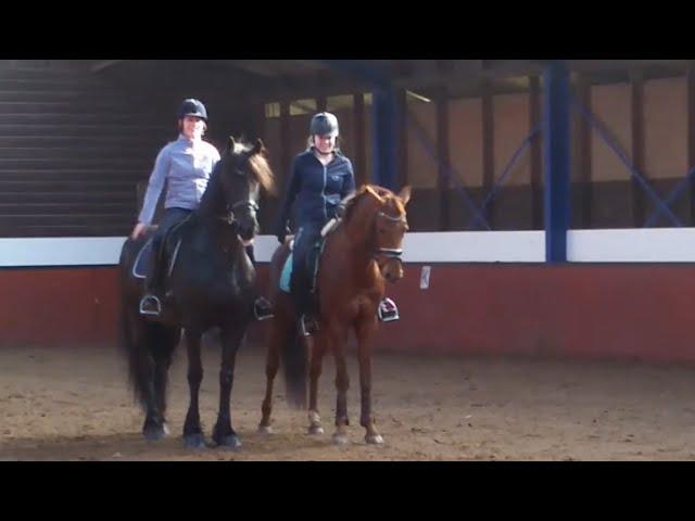 QueenUniek Pas de deux! Friesian and KWPN horse! | Friesian Horses