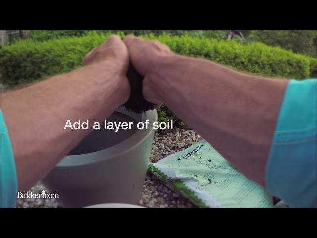 Gardening- How to plant in layers!