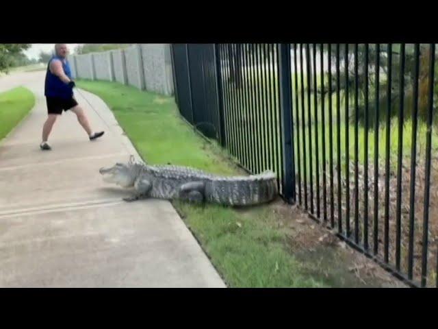 Huge gator spotted in Fulshear neighborhood