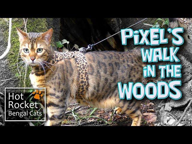 Bengal cat Pixel walking & exploring in the woods (short version)