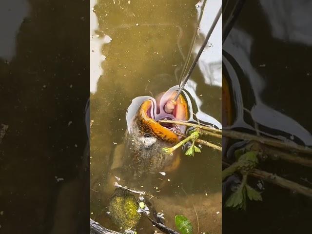 Outdoor eel fishing. Rarely seen big long fish. Surprises are everywhere. My rural life. Fisherm