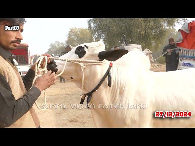 Today Domail Mandi Fatehjang Rate’s update27Dec2024-Part07Sunny Video Fateh Jang Cow Mandi 2024