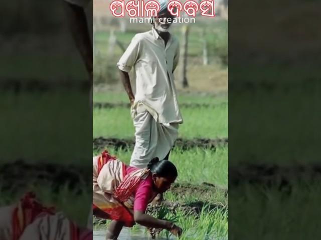 pakhaladivas#viral #shorts #video 