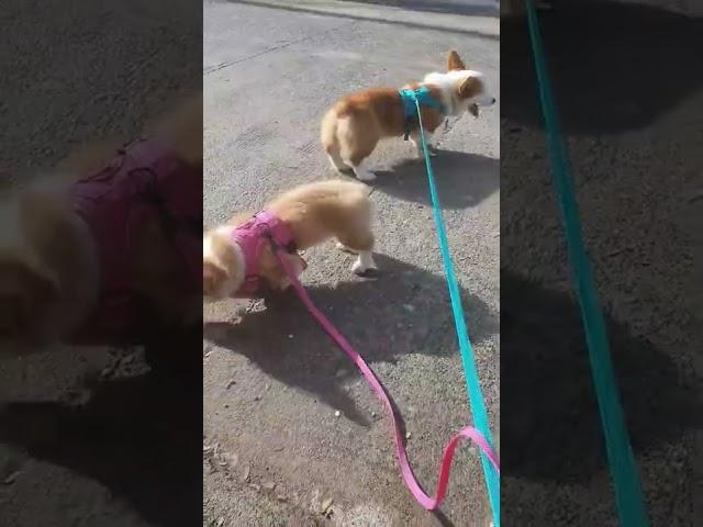 Morning walk with Furmom | FERRERO & NUTELLA #shorts #corgi #pembrokewelsh #morningwalk #puppylife