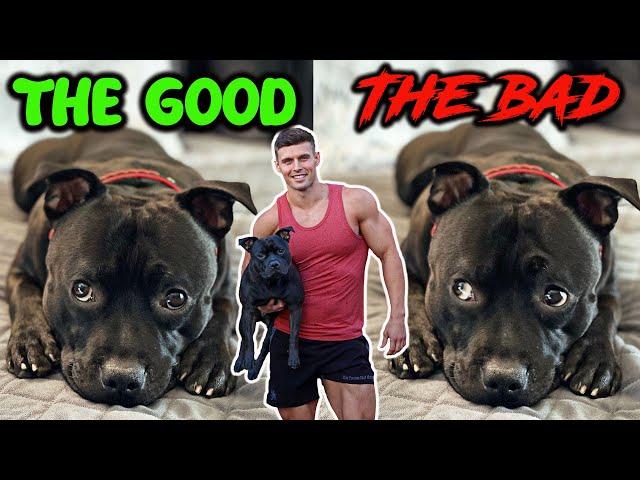 Living with a Staffordshire Bull Terrier