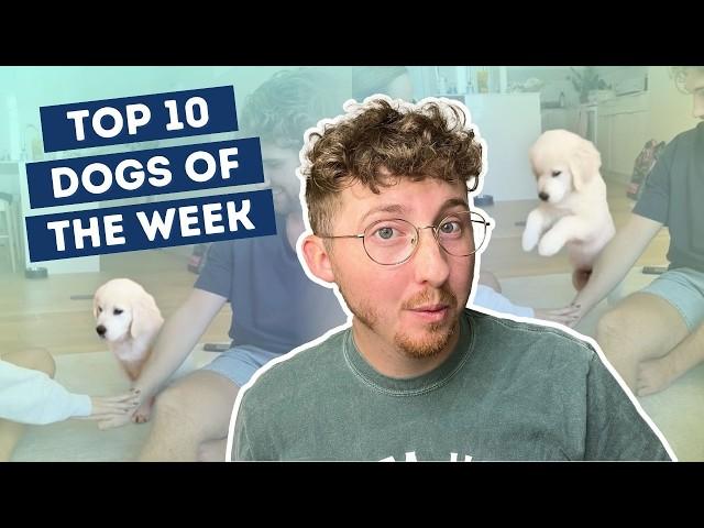 Very Enthusiastic Puppy Goes All In | Top 10 Dogs of the Week!