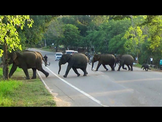 Elephant Parade |Village Embraces Elephant Herd Traffic Halted for Safe Passage of Calves and Adults