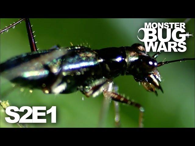 MONSTER BUG WARS | Deadly Duels | S2E1