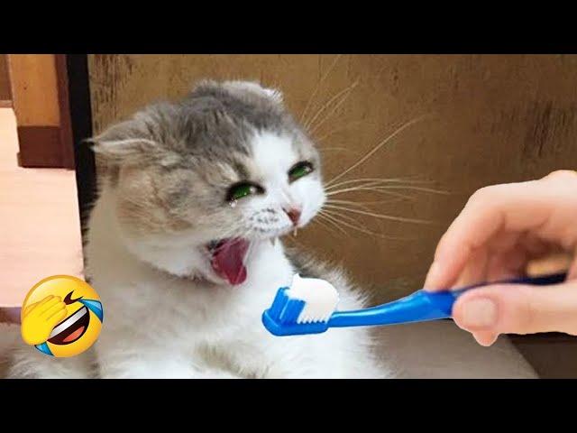 These animals will have you laughing like never before! 