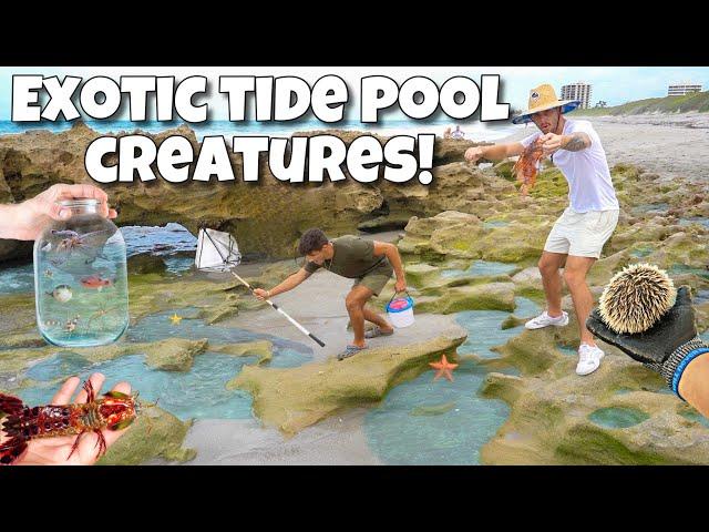 Catching EXOTIC Creatures Out Of TIDE POOLS For My AQUARIUM!! *Crazy Finds*