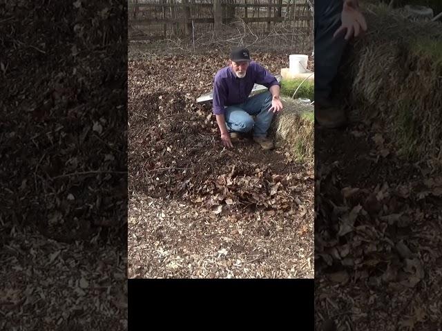 Deep mulch improves all soils #garden #gardening #urbanfarm #soilhealth