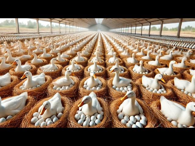 No Creerás Cómo China Produce Millones de Huevos de Pato y qué Hace con Ellos…