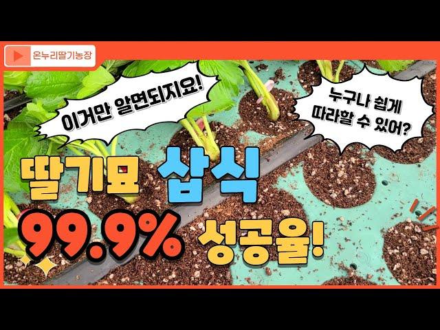 99.9% 성공율 딸기묘 삽식하기 따라해볼래?(온누리딸기농장)