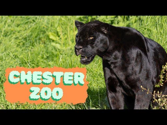 Chester Zoo - The UK's Best Zoo