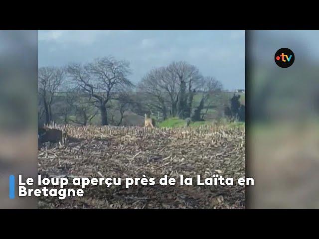 Le loup aperçu près de la Laïta, en centre Bretagne