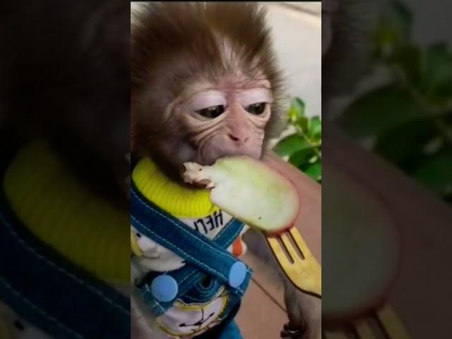 baby monkey #shorts #look #animals