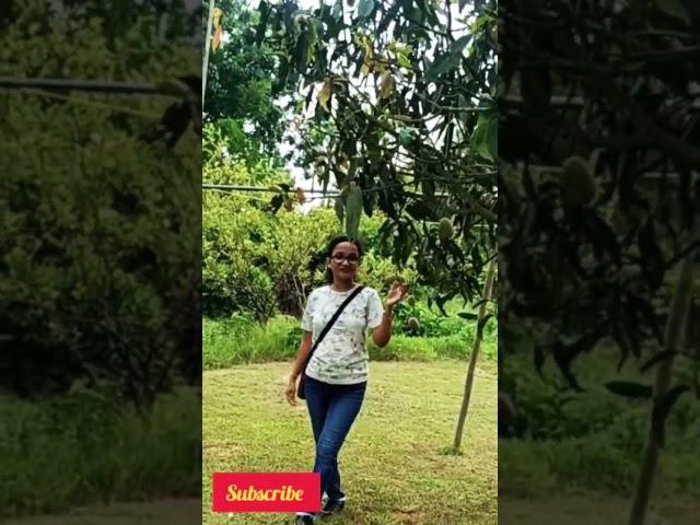 Dil khogaya️️ #bollywood #youtubeshorts #tranding #nature #mango #viral #mou #viralshorts