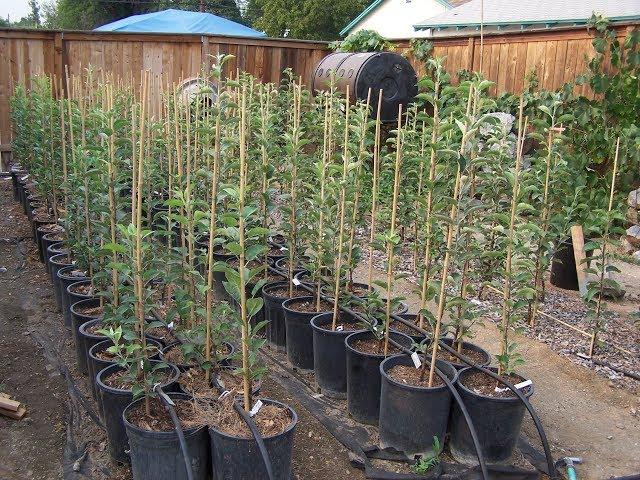 Potting Apple Trees