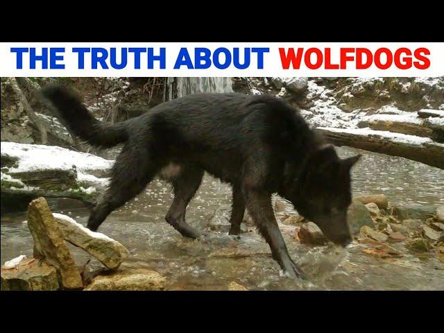 The Truth About Owning a Wolfdog