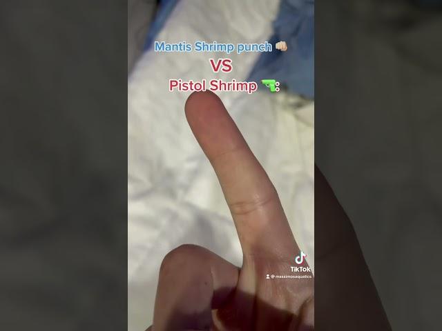 Mantis Shrimp vs Pistol Shrimp