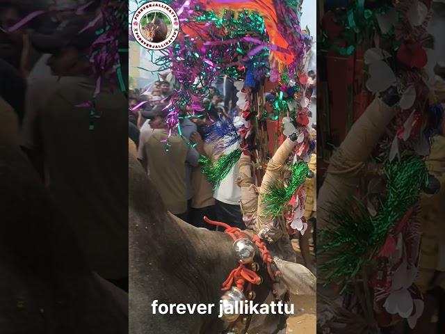 #trendingshorts #bull #jallikattu #trend #jallikattulover #viralvideo #viralshorts #cheguevara