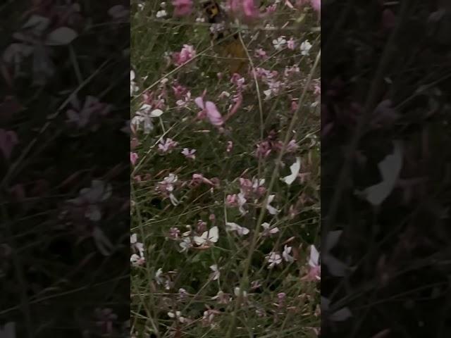 ハクチョウソウ/白蝶草/Gaura/ガウラ//Oenothera lindheimeri